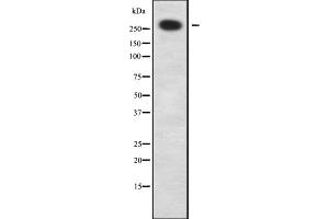 Western blot analysis of ZNF462 using HeLa whole cell lysates