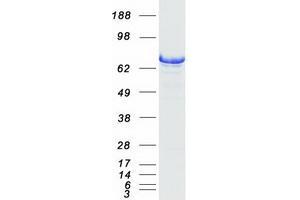 Western Blotting (WB) image for Heat Shock 70kDa Protein 2 (HSPA2) protein (Myc-DYKDDDDK Tag) (ABIN2723099)