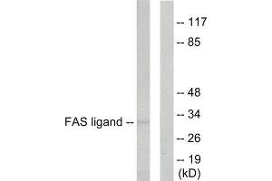 Western Blotting (WB) image for anti-Fas Ligand (TNF Superfamily, Member 6) (FASL) (Internal Region) antibody (ABIN1848536) (FASL Antikörper  (Internal Region))