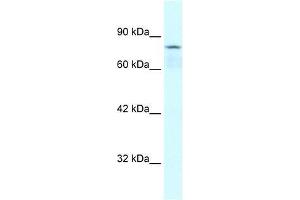 COLEC12 antibody used at 0. (COLEC12 Antikörper  (Middle Region))