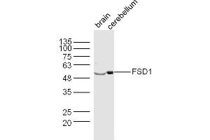 Lane 1: Mouse Brain lysates Lane 2: Mouse Cerebellum lysates probed with FSD1 Polyclonal Antibody, Unconjugated  at 1:300 dilution and 4˚C overnight incubation. (FSD1 Antikörper  (AA 421-496))