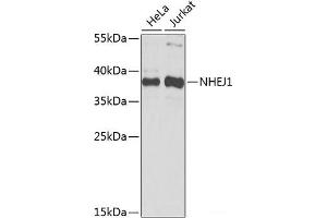 Western blot analysis of extracts of various cell lines using NHEJ1 Polyclonal Antibody at dilution of 1:1000. (NHEJ1 Antikörper)