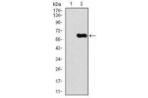 Image no. 3 for anti-Calcium/calmodulin-Dependent Protein Kinase IV (CAMK4) antibody (ABIN1491438) (CAMK4 Antikörper)