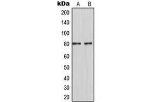 Western blot analysis of MARCKS expression in HeLa (A), RAW264. (MARCKS Antikörper  (Center))