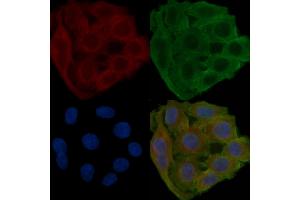 ABIN7094432 and ABIN7098480 staining Hela cells(24h of starvation treatment) by IF/ICC. (ALDH1L1 Antikörper  (C-Term))