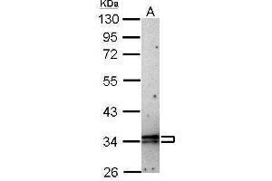 WB Image Sample (1 ug of whole cell lysate) A: HeLa 10% SDS PAGE antibody diluted at 1:10000 (CISH Antikörper  (C-Term))