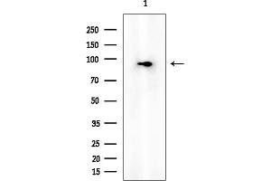 Western blot analysis of lysates from PC12 cells, using SSH3 Mouse Monoclonal Antibody at 1/1000 dilution.