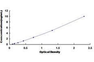 Cyclin B2 (CCNB2) ELISA Kit