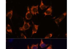 Immunofluorescence analysis of L929 cells using NDRG4 Polyclonal Antibody at dilution of 1:100. (NDRG4 Antikörper)