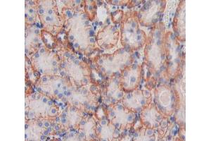 IHC-P analysis of Kidney tissue, with DAB staining. (MPP6 Antikörper  (AA 34-235))