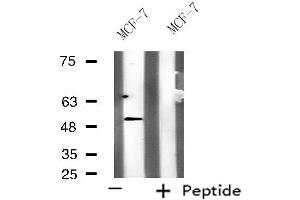 Western Blotting (WB) image for anti-Potassium Voltage-Gated Channel, Subfamily G, Member 3 (KCNG3) (Internal Region) antibody (ABIN6258651)