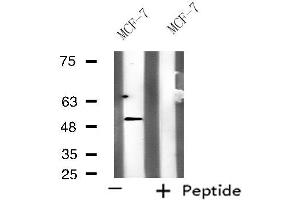 Western blot analysis of extracts from MCF-7 cells, using KCNG3 antibody. (KCNG3 Antikörper  (Internal Region))