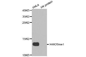 Western blot analysis of extracts of various cell lines, using MonoMethyl-Histone H4-K20 antibody. (Histone H4 Antikörper  (meLys20))