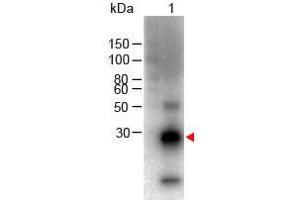 Western Blot of Goat anti-F(ab')2 Rabbit IgG F(c) Antibody Biotin Conjugated Lane 1: Rabbit Fc Load: 100 ng per lane Primary antibody: F(ab')2 Rabbit IgG F(c) Antibody Biotin Conjugated at 1:1000 for overnight at 4°C Secondary antibody: HRP Streptavidin at 1:40,000 for 30 min at RT Block: ABIN925618 for 30 min RT Predicted/Observed size: 28 kDa, 28 kDa (Ziege anti-Kaninchen IgG (Fc Region) Antikörper (Biotin))