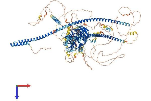 SPAG9 Protein (AA 1-1321) (His tag)