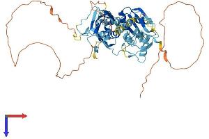 PTBP3 Protein (AA 1-552) (His tag)