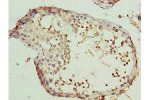 Immunohistochemistry of paraffin-embedded human testis tissue using ABIN7146467 at dilution of 1:100 (Calmegin Antikörper  (AA 200-400))