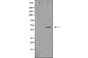 Western blot analysis of extracts of Hela , using KISS1R antibody.