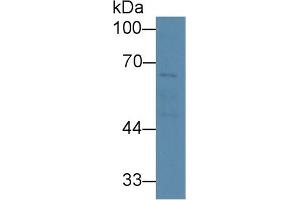 Detection of SERT in Human Liver lysate using Polyclonal Antibody to Serotonin Transporter (SERT) (SLC6A4 Antikörper  (AA 181-252))