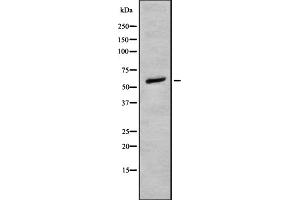 Western blot analysis of DNA pol λ using 293 whole cell lysates (POLL Antikörper  (C-Term))