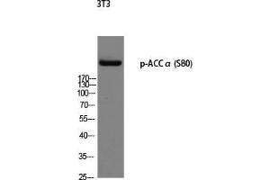 Western Blot (WB) analysis of 3T3 using p-ACCalpha (S80) antibody. (Acetyl-CoA Carboxylase alpha Antikörper  (pSer80))