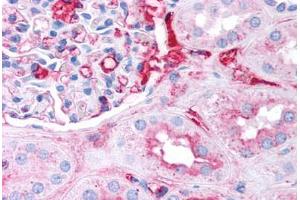 Human Kidney (formalin-fixed, paraffin-embedded) stained with Fibrinogen antibody ABIN291462 at 2. (Fibrinogen Antikörper)