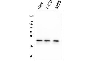 Western blot analysis of HSPB8/Hsp22 using anti-HSPB8/Hsp22 antibody (ABIN7599067).