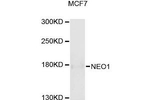 Western blot analysis of extracts of MCF-7 cells, using NEO1 antibody (ABIN5996412) at 1/1000 dilution. (NEO1 Antikörper)