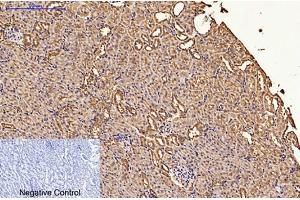 Immunohistochemical analysis of paraffin-embedded rat kidney tissue. (CDX2 Antikörper)