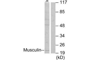 Western Blotting (WB) image for anti-Musculin (MSC) (C-Term) antibody (ABIN1849010) (Musculin Antikörper  (C-Term))
