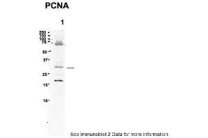 Sample Type: 1. (PCNA Antikörper  (C-Term))