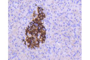 Immunohistochemistry of paraffin-embedded human pancreas using MCL1 antibody (ABIN5997051) at dilution of 1/100 (40x lens). (MCL-1 Antikörper)