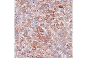 Immunohistochemistry of paraffin-embedded rat liver using Hemopexin (HPX) (HPX) Rabbit mAb (ABIN7267611) at dilution of 1:100 (40x lens). (Hemopexin Antikörper)