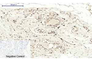 Immunohistochemical analysis of paraffin-embedded human breast tissue.