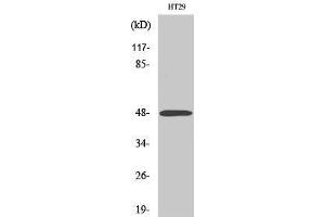 Western Blotting (WB) image for anti-Abhydrolase Domain Containing 2 (ABHD2) (Internal Region) antibody (ABIN3183126)