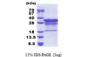 SDS-PAGE (SDS) image for Myelin Basic Protein (MBP) (AA 1-197) protein (His tag) (ABIN5853266) (MBP Protein (AA 1-197) (His tag))