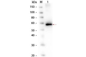 Western Blot of AKT1 Human Recombinant Protein. (AKT1 Protein)