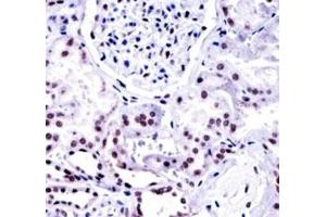 NONO antibody immunohistochemistry analysis in formalin fixed and paraffin embedded human kidney tissue (NONO Antikörper  (AA 45-74))