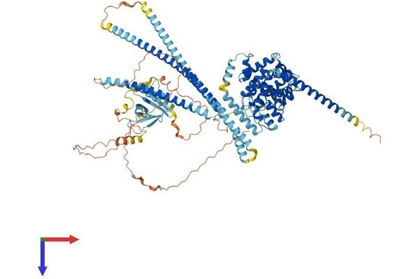 TBC1D2 Protein (AA 1-928) (His tag)
