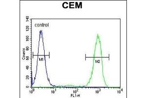 GB Antibody (N-term) (ABIN655821 and ABIN2845245) flow cytometric analysis of CEM cells (right histogram) compared to a negative control cell (left histogram). (GPM6B Antikörper  (N-Term))