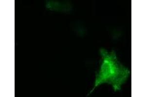 Image no. 13 for anti-DnaJ (Hsp40) Homolog, Subfamily A, Member 2 (DNAJA2) antibody (ABIN1497861) (DNAJA2 Antikörper)