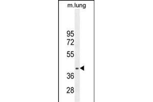 RN Antibody (C-term) (ABIN655838 and ABIN2845252) western blot analysis in mouse lung tissue lysates (35 μg/lane). (RNF215 Antikörper  (C-Term))