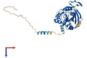 RPUSD4 Protein (AA 1-377) (His tag)