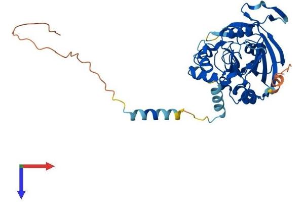 RPUSD4 Protein (AA 1-377) (His tag)