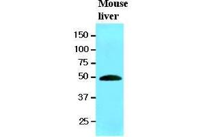 The extracts of mouse liver (20 ug) were resolved by SDS-PAGE, transferred to nitrocellulose membrane and probed with anti-human RNH1 (1:1000).