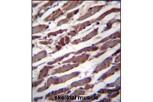 PUS1 Antibody (C-term) (ABIN656762 and ABIN2845983) immunohistochemistry analysis in formalin fixed and paraffin embedded human skeletal muscle followed by peroxidase conjugation of the secondary antibody and DAB staining. (PUS1 Antikörper  (C-Term))