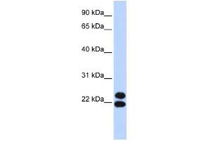 WB Suggested Anti-PRRX2 Antibody Titration:  0. (PRRX2 Antikörper  (N-Term))