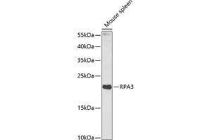 Western blot analysis of extracts of mouse spleen, using RP antibody (ABIN6128654, ABIN6147085, ABIN6147087 and ABIN6218282) at 1:1000 dilution. (RPA3 Antikörper  (AA 6-121))