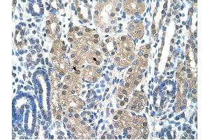 Granzyme H antibody was used for immunohistochemistry at a concentration of 4-8 ug/ml to stain Epithelial cells of renal tubule (arrows) in Human Kidney. (GZMH Antikörper)