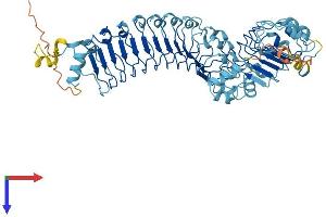 LRRC40 Protein (AA 1-602) (His tag)
